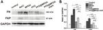 FAP Antibody in Western Blot (WB)