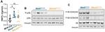 Phospho-p38 MAPK gamma/delta (Tyr185, Tyr182) Antibody in Western Blot (WB)