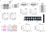 FOXD1 Antibody in Western Blot, Immunohistochemistry (WB, IHC)