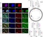 Nestin Antibody in Immunocytochemistry (ICC/IF)