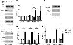 Phospho-Tau (Ser262) Antibody in Western Blot (WB)