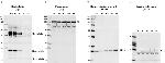 Plasminogen Antibody in Western Blot (WB)