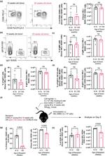 CD38 Antibody in Flow Cytometry (Flow)