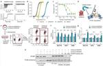 CD119 (IFN gamma Receptor 1) Antibody in Flow Cytometry (Flow)