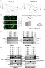 XRCC1 Antibody in Western Blot (WB)