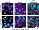 ZO-1 Antibody in Immunocytochemistry (ICC/IF)