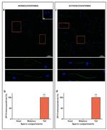 ZIP10 Antibody in Immunocytochemistry (ICC/IF)