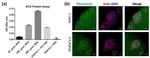 Fibronectin Antibody in Immunocytochemistry (ICC/IF)