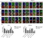 Vinculin Antibody in Immunocytochemistry (ICC/IF)