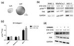 FAK Antibody in Western Blot (WB)