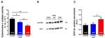 UCP3 Antibody in Western Blot (WB)