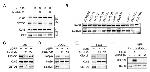 SETD8 Antibody in Western Blot (WB)