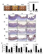 Claudin 3 Antibody in Immunohistochemistry (IHC)