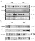 ATP1B1 Antibody in Western Blot (WB)