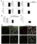 Arginase 1 Antibody in Immunohistochemistry (IHC)