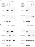 Myc Tag Antibody in Western Blot (WB)