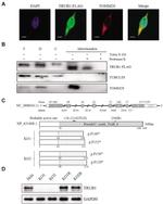 TRUB1 Antibody in Western Blot (WB)