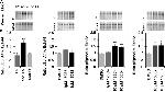 EphA4 Antibody in Western Blot, Immunoprecipitation (WB, IP)