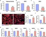 Arginase 1 Antibody in Immunocytochemistry (ICC/IF)