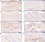 CD301b (MGL2) Antibody in Immunohistochemistry (Frozen) (IHC (F))