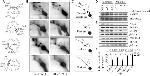 POLRMT Antibody in Western Blot (WB)