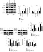 MITD1 Antibody in Western Blot (WB)