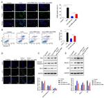 Bax Antibody in Western Blot (WB)