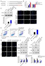 MST1 (STK4) Antibody in Western Blot (WB)