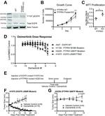 Phospho-EGFR (Tyr1197) Antibody in Western Blot (WB)