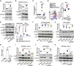 IRF7 Antibody in Flow Cytometry (Flow)