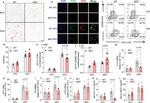 iNOS Antibody in Immunohistochemistry (IHC)