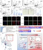 iNOS Antibody in Immunohistochemistry (IHC)