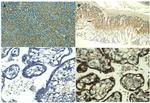 Ghrelin Antibody in Immunohistochemistry (IHC)