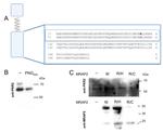 MRAP2 Antibody in Western Blot (WB)