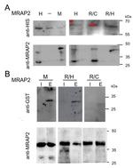 MRAP2 Antibody in Western Blot (WB)