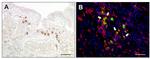 IBA1 Antibody in Immunohistochemistry (IHC)