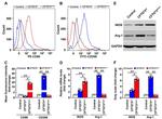 CD86 (B7-2) Antibody in Flow Cytometry (Flow)