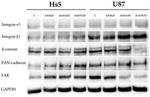 beta Catenin Antibody in Western Blot (WB)