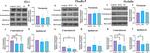 Occludin Antibody in Western Blot (WB)