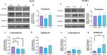 Nrf2 Antibody in Western Blot (WB)