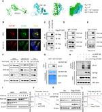 OTUD5 Antibody in Western Blot, Immunocytochemistry, Immunoprecipitation (WB, ICC/IF, IP)