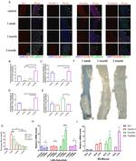 MARVELD2 Antibody in Immunohistochemistry (IHC)