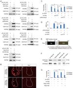 DYKDDDDK Tag Antibody in Western Blot, Immunoprecipitation (WB, IP)