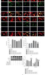 S100A10 Antibody in Immunocytochemistry (ICC/IF)