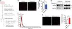 TSG101 Antibody in Western Blot (WB)