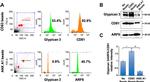 Glypican 3 Antibody in Western Blot (WB)