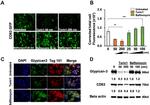 Glypican 3 Antibody in Western Blot (WB)