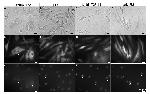 UGDH Antibody in Immunocytochemistry (ICC/IF)