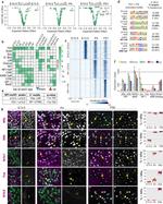 Glucocorticoid Receptor Antibody in Immunocytochemistry (ICC/IF)