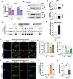 MAP2 Antibody in Immunocytochemistry (ICC/IF)